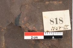 Foto (Detailsansicht) von Quercus palaeoilex Ettingshausen (NHMW-GEO-2024-0188-0818)